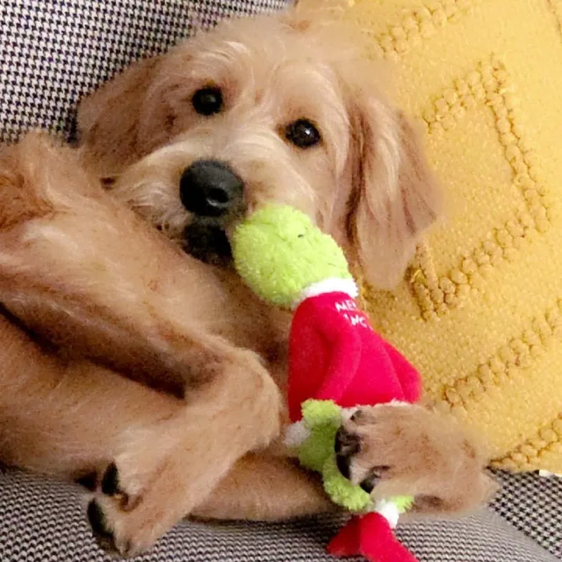 Bella Rae thumbnail 2