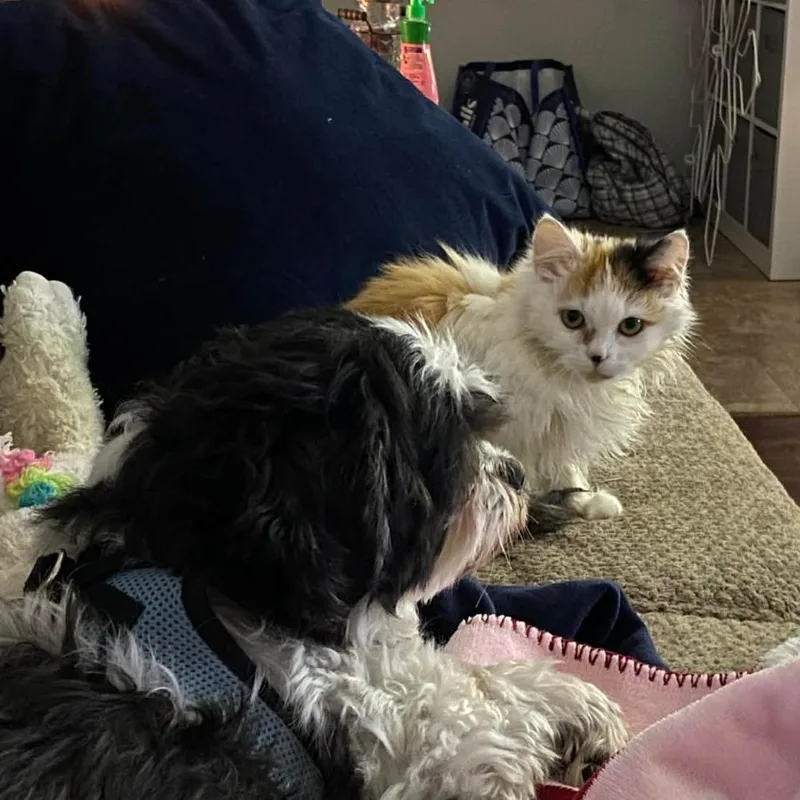 An adult small-sized female Calico Domestic Long Hair cat named Tangerine for adoption in Saugerties, NY