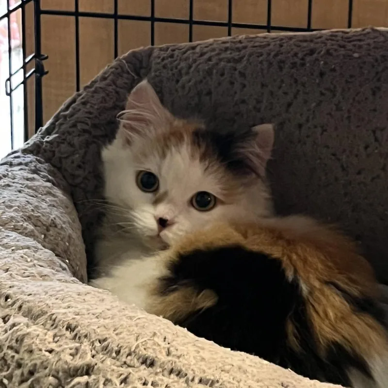 Tangerine thumbnail 3