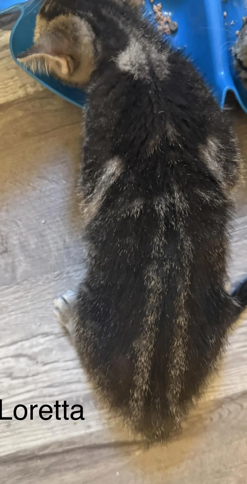A baby medium-sized female Buff / Tan / Fawn Domestic Short Hair cat named Loretta for adoption in Maple Valley, WA