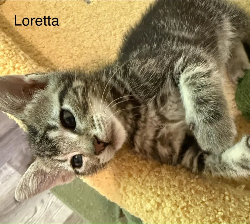 Loretta thumbnail 2