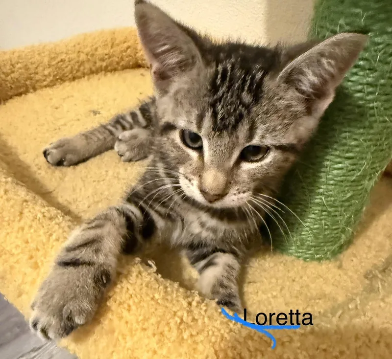 Loretta thumbnail 3