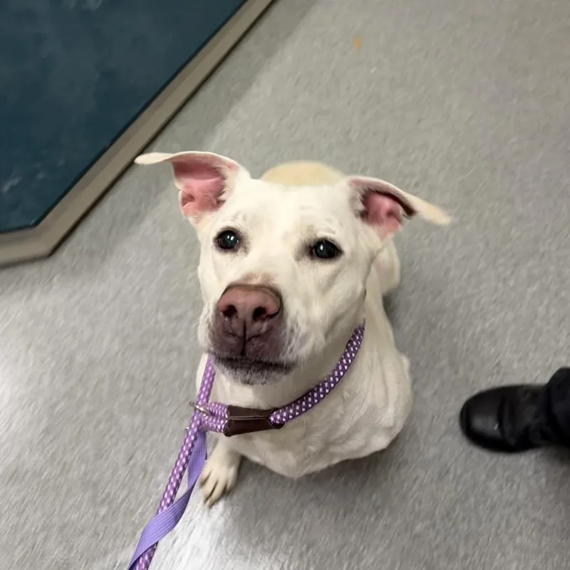 An adult medium-sized female White / Cream Pit Bull Terrier dog named Meadow for adoption in Batavia, OH