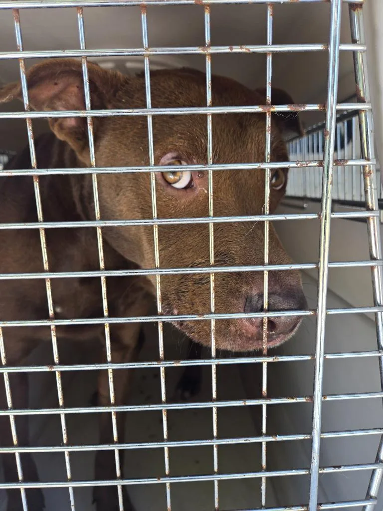 A baby large-sized male Pit Bull Terrier dog named Swiss for adoption in Gallatin, TN