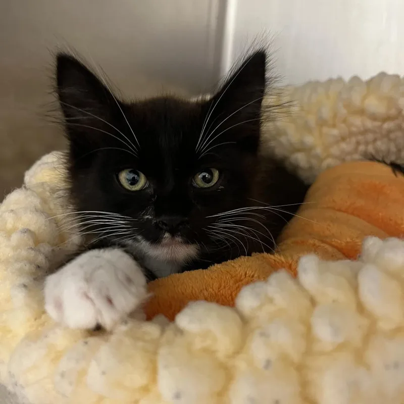 A baby small-sized male Black Domestic Medium Hair cat named Baby for adoption in Sonoma, CA