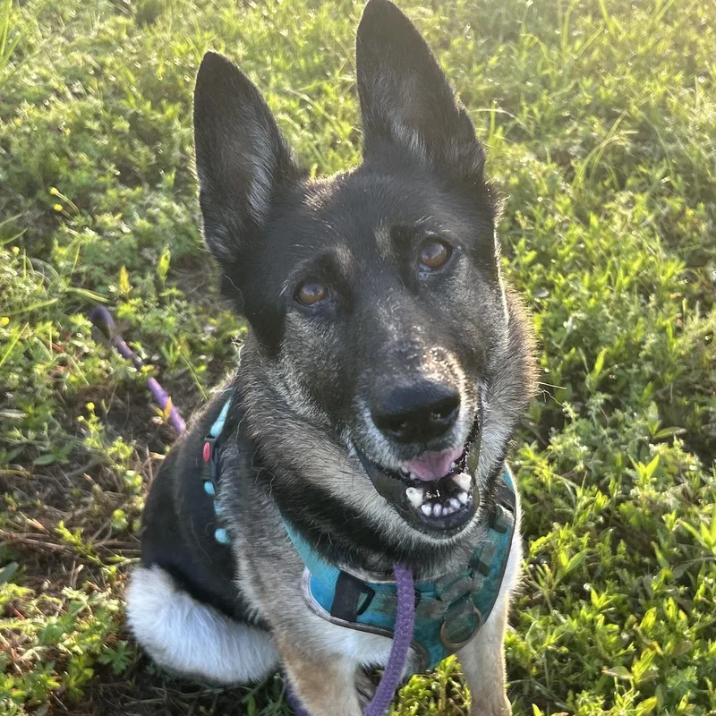 Meeka  Resilient Ball thumbnail 5