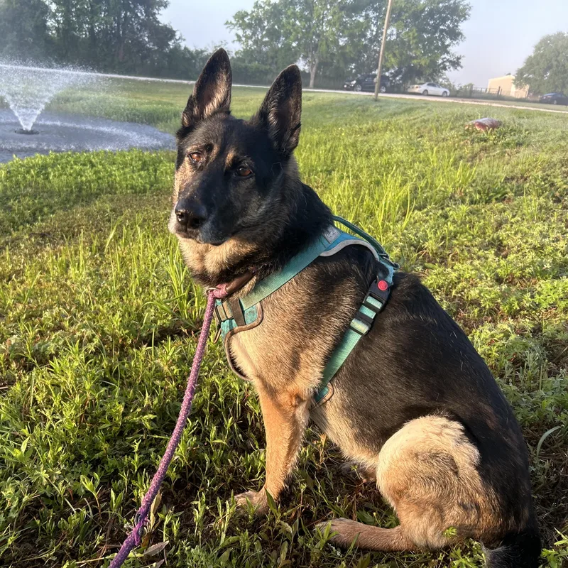 Meeka  Resilient Ball thumbnail 6