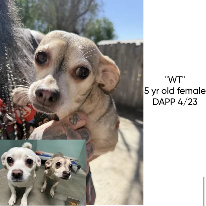 An adult small-sized female Yellow / Tan / Blond / Fawn Chihuahua dog named Yogurt for adoption in Spring Hill, KS