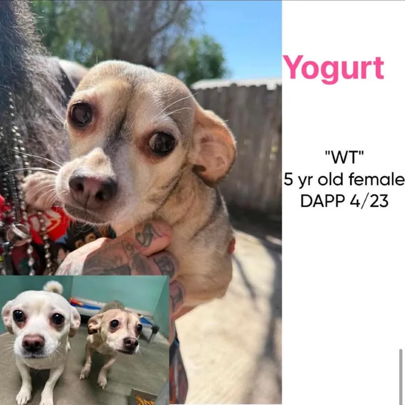 Yogurt thumbnail 2