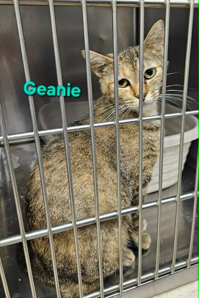 A young small-sized female Domestic Short Hair cat named Geanie for adoption in Blountville, TN