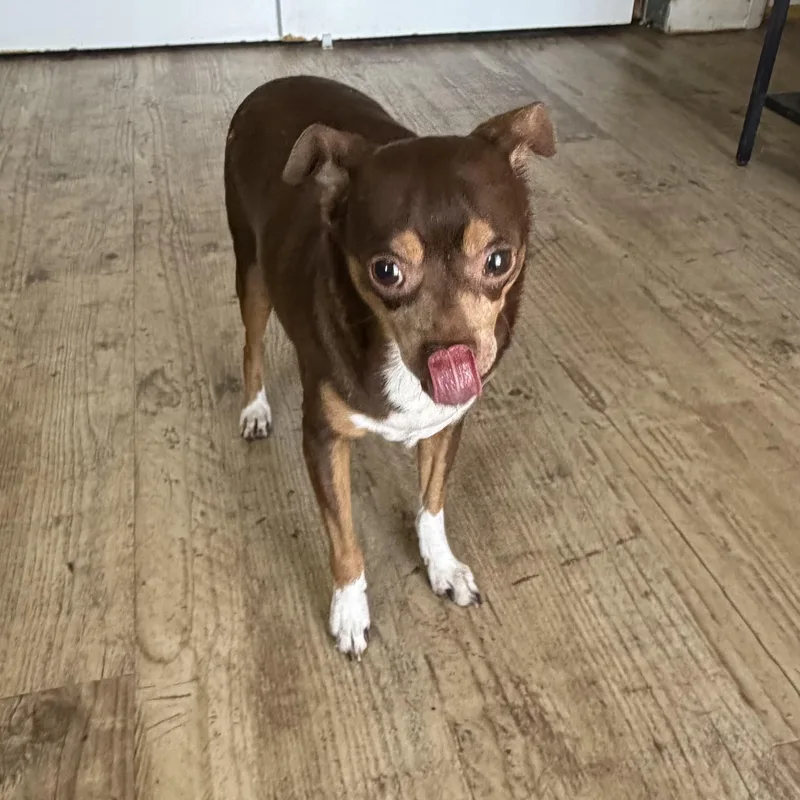 An adult small-sized male Brown / Chocolate Chihuahua dog named Meatball for adoption in Phoenix, AZ