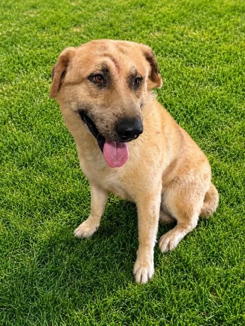 An adult large-sized male Anatolian Shepherd dog named Donnie for adoption in Lancaster, CA