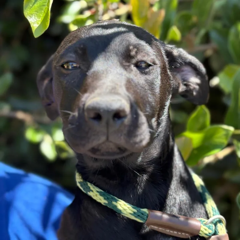 A baby small-sized female Black Belgian Shepherd / Malinois dog named Violet for adoption in Santa Barbara, CA