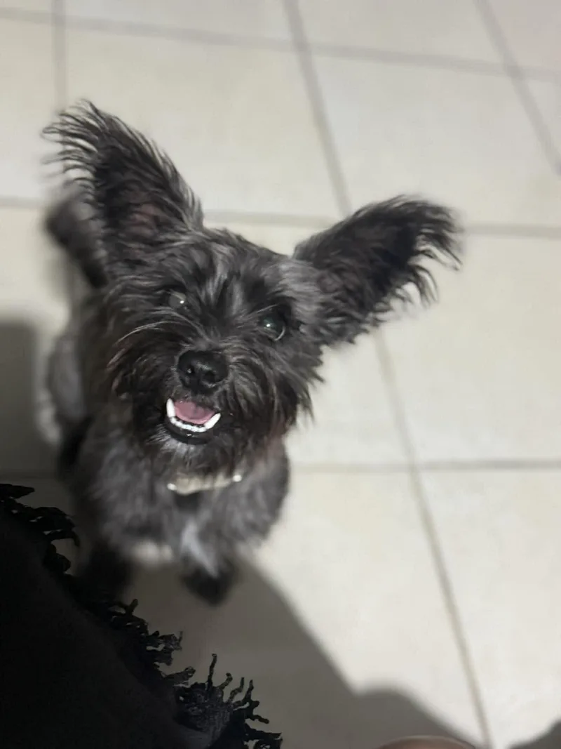 A young small-sized female Schnauzer dog named Ivory for adoption in Gainesville, VA