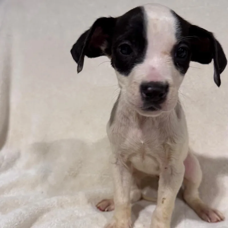 A baby medium-sized female White / Cream Miniature Poodle dog named Lady for adoption in Duck River, TN