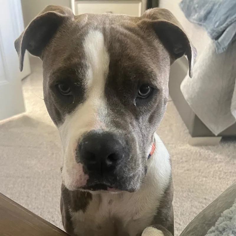 An adult medium-sized male Brindle Pit Bull Terrier dog named Rocky for adoption in Dallas, TX