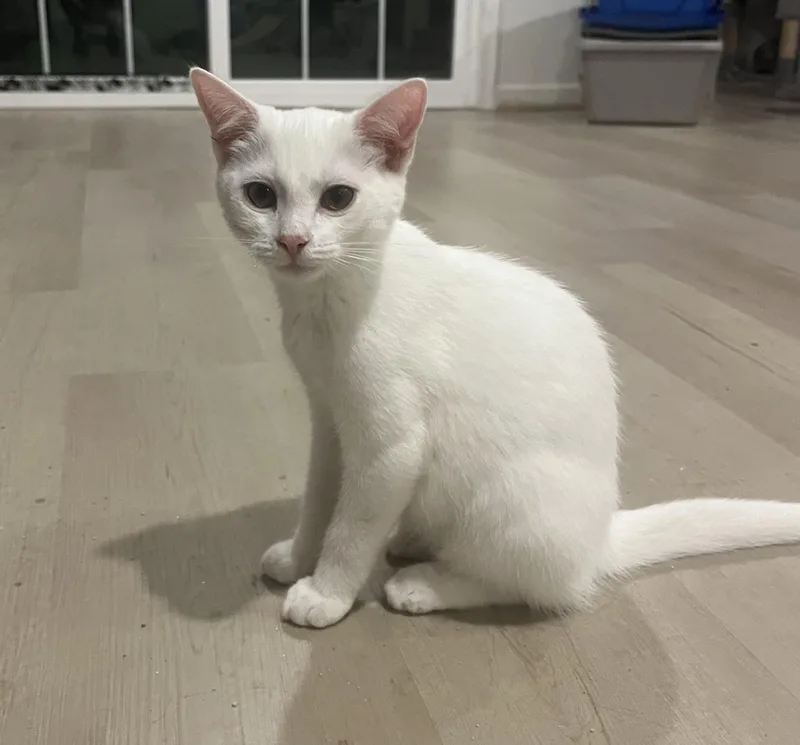 A young large-sized male White Domestic Short Hair cat named Snoball for adoption in Avondale, PA