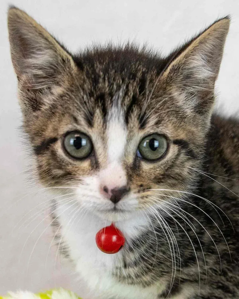A baby medium-sized male Domestic Short Hair cat named Malik for adoption in Kennesaw, GA