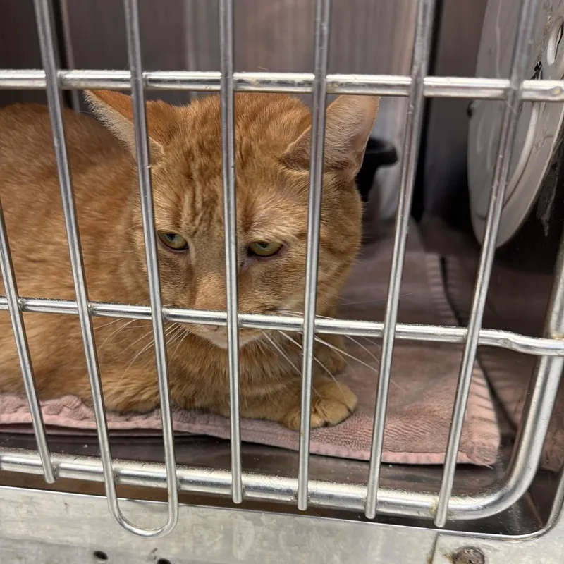 An adult large-sized male Orange / Red Domestic Short Hair cat named Simba for adoption in Port Charlotte, FL