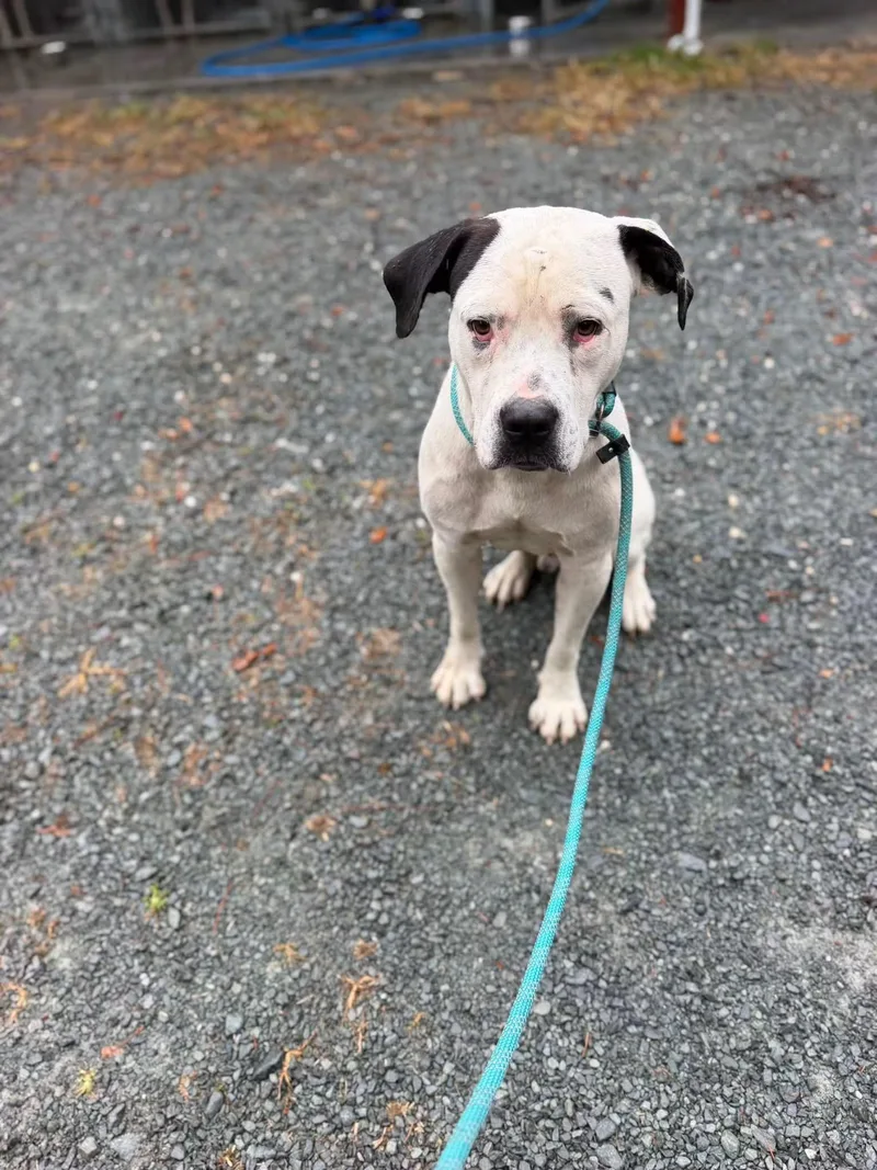 An adult large-sized male Mixed Breed dog named Notorious for adoption in Elizabethtown, NC