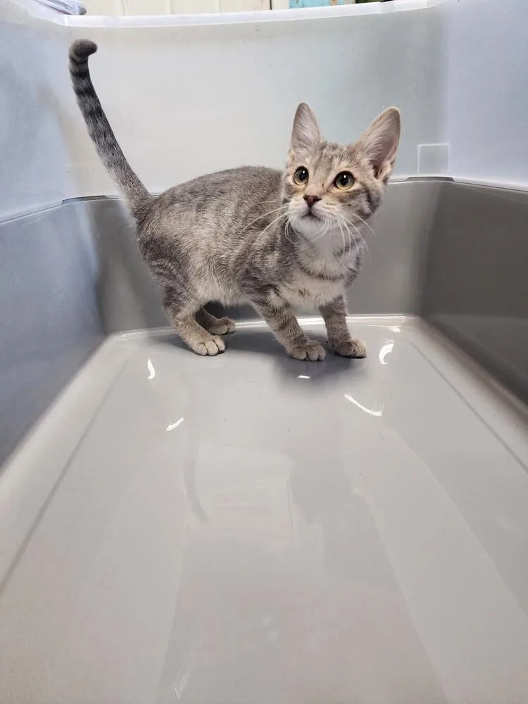 A baby small-sized male Gray / Blue / Silver Domestic Short Hair cat named Xander the Zebra for adoption in Troy, AL
