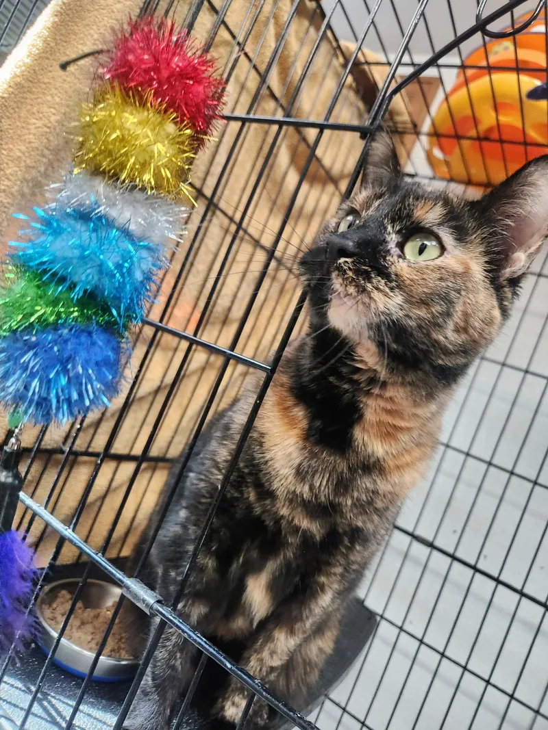 A young medium-sized female Tortoiseshell Domestic Short Hair cat named Callie for adoption in Estes Park, CO