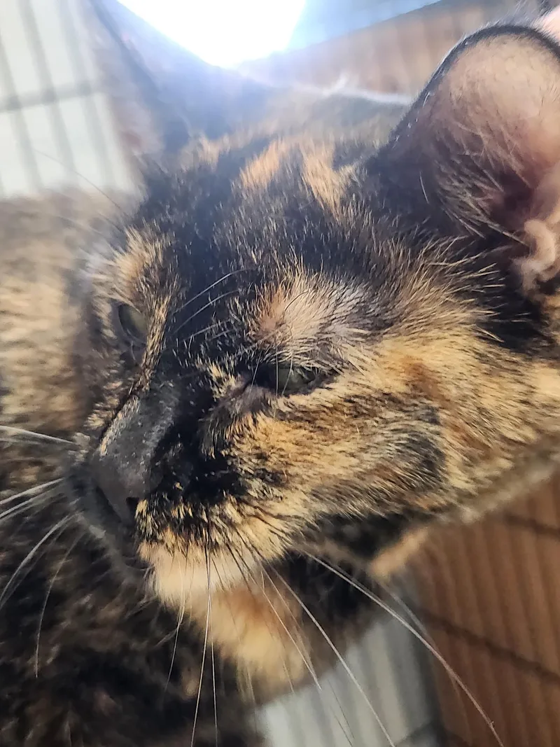 Callie thumbnail 2
