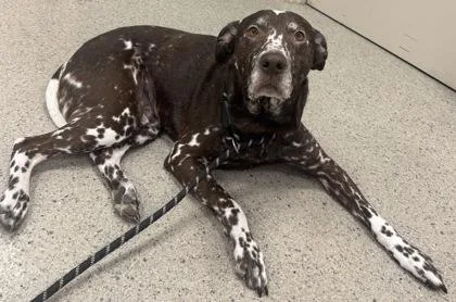 An adult large-sized male Dalmatian dog named Apollo James for adoption in Fishers, IN