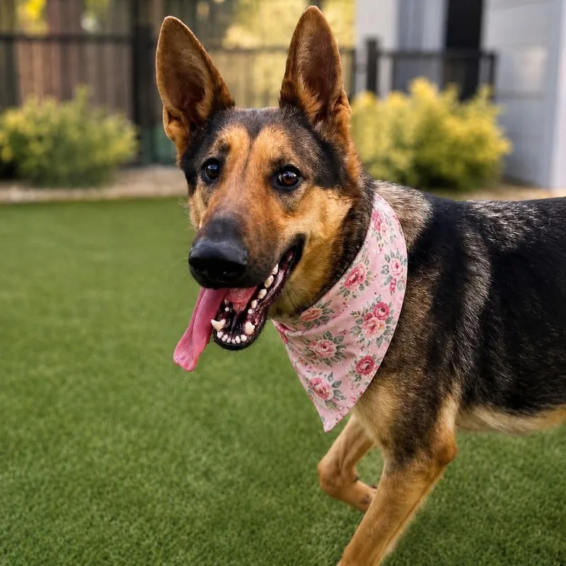 A young medium-sized female German Shepherd Dog dog named Gina Gs for adoption in Allen, TX