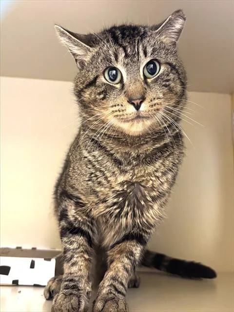 A young medium-sized male Domestic Short Hair cat named Charles for adoption in Dedham, MA