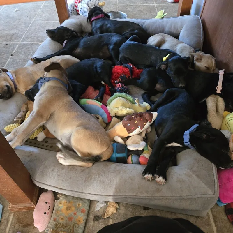 A baby medium-sized female Black Mixed Breed dog named Agatha for adoption in Moab, UT