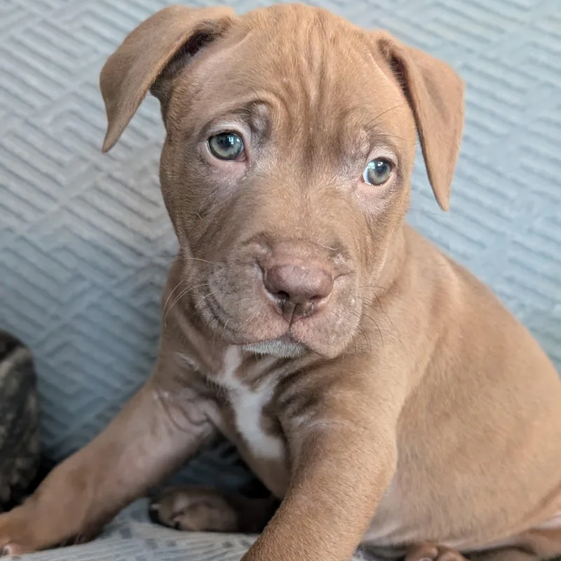 A baby large-sized male White / Cream Pit Bull Terrier dog named Clover for adoption in Brockport, NY