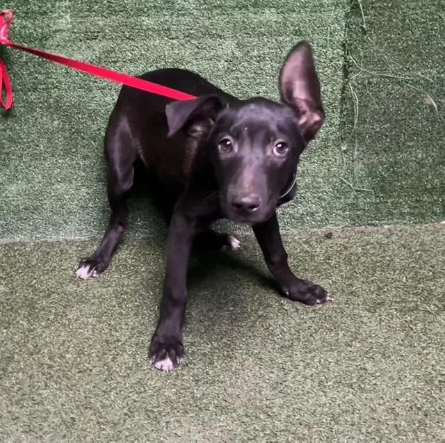 A baby small-sized male German Shepherd Dog dog named Yankee for adoption in Lancaster, CA