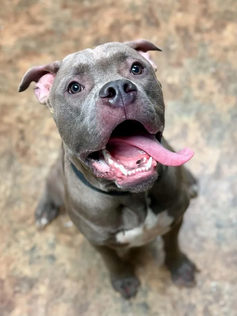 A young large-sized male Gray / Blue / Silver Mastiff dog named Bailey for adoption in Brunswick, ME