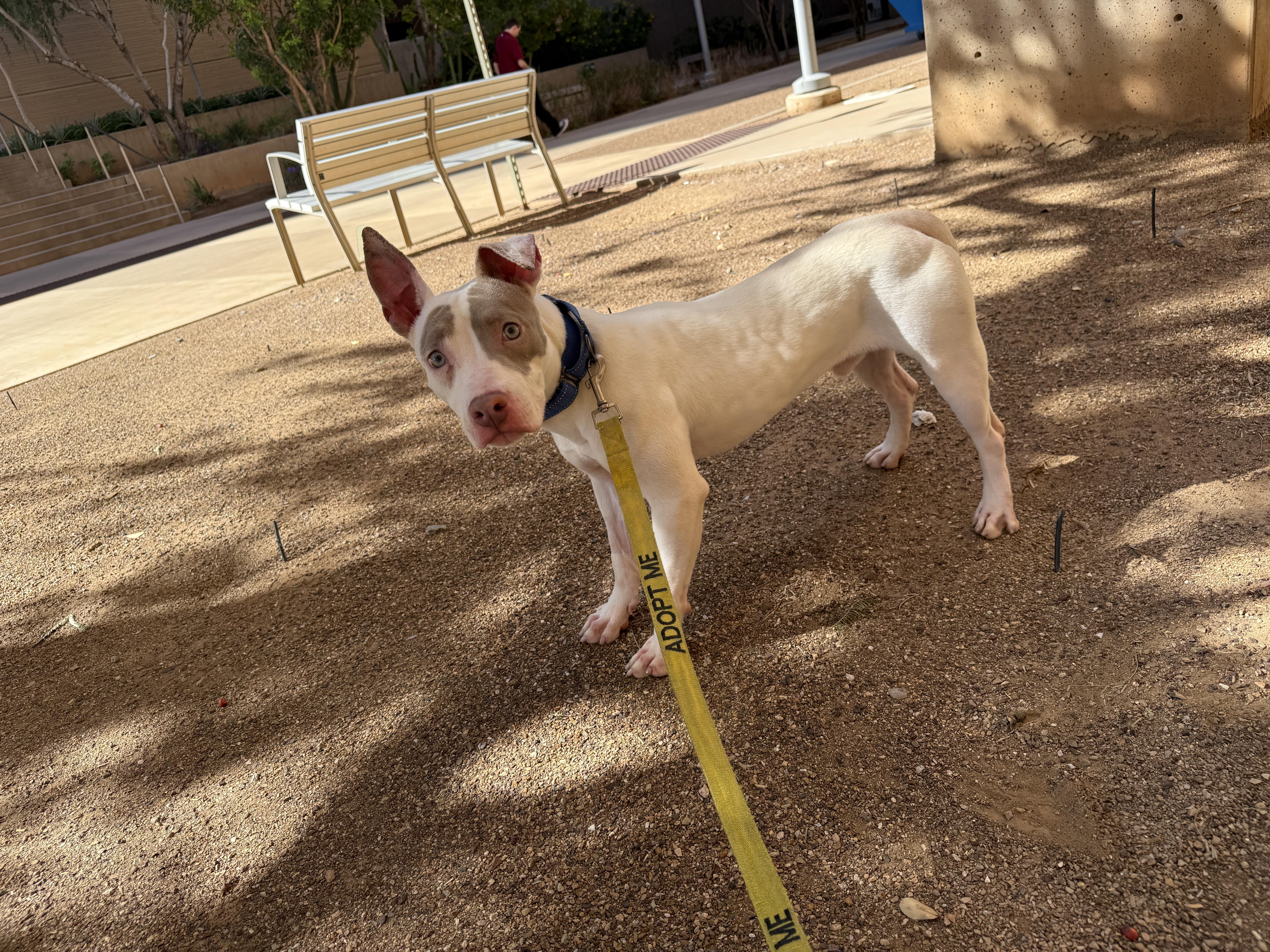 A young medium-sized male White / Cream Pit Bull Terrier dog named Turner for adoption in Phoenix, AZ