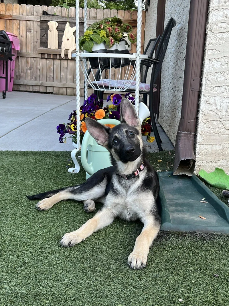 A baby large-sized female German Shepherd Dog dog named Indi for adoption in Hugo, MN