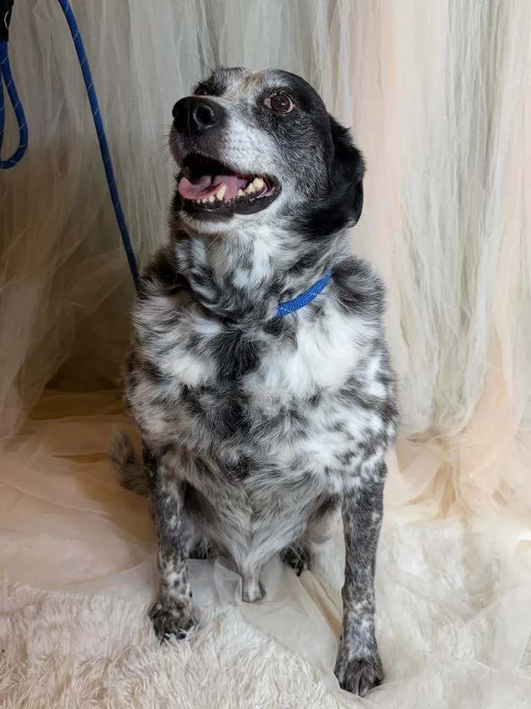 An adult medium-sized male Terrier dog named Nightgale for adoption in Wintersville, OH