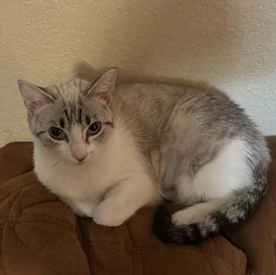 A young medium-sized female Siamese cat named Duchess for adoption in Waxahachie, TX