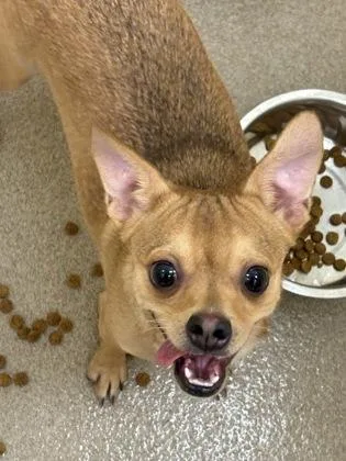 An adult small-sized male Chihuahua dog named Diet Coke for adoption in West Chester, PA