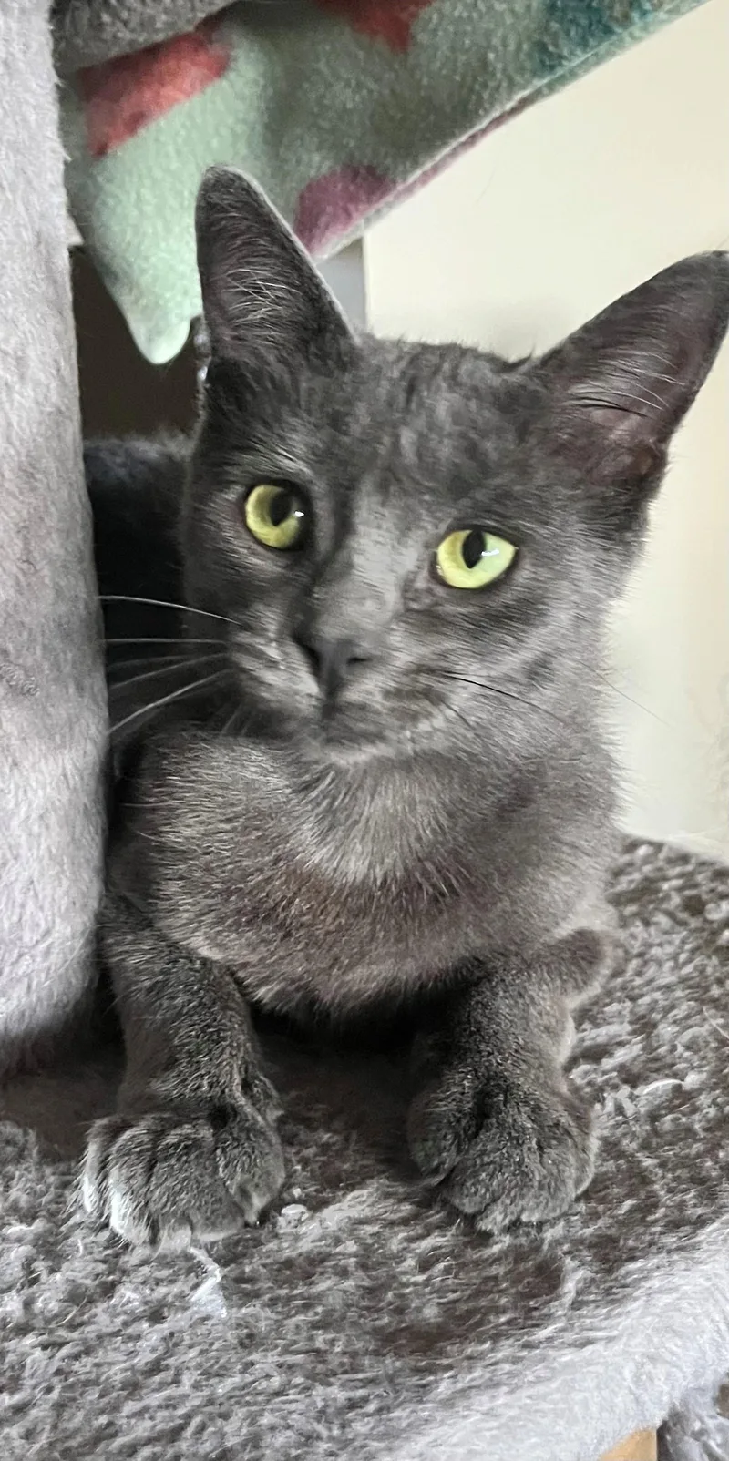 A baby medium-sized female Gray / Blue / Silver Domestic Short Hair cat named Martha for adoption in Freeland, MI