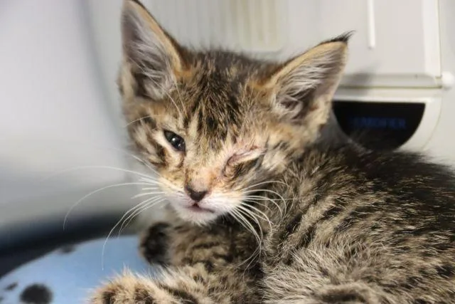 A baby small-sized male Domestic Short Hair cat named Scotty for adoption in Tucson, AZ