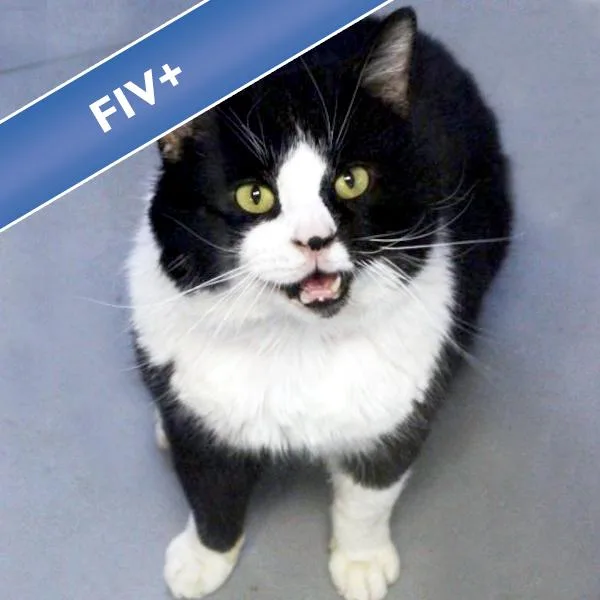 A young small-sized male Domestic Short Hair cat named Bronco for adoption in Des Moines, IA