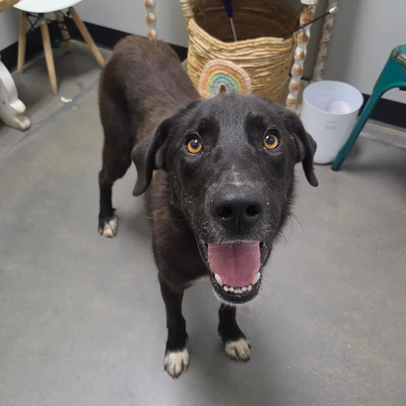 An adult medium-sized male Black Labrador Retriever dog named Stefan for adoption in Normal, IL