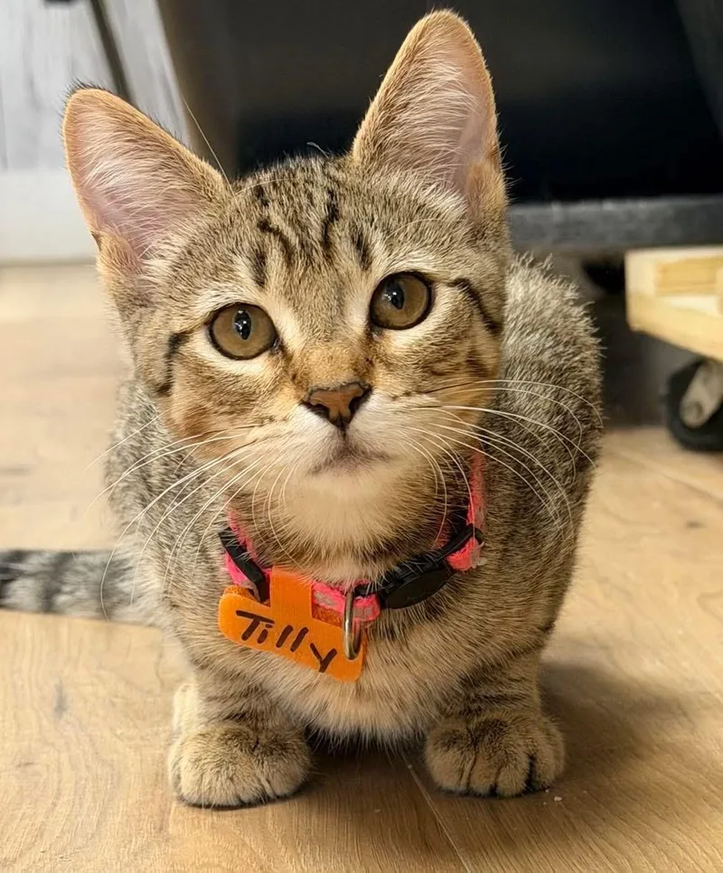 A baby medium-sized female Domestic Short Hair cat named Tilly for adoption in Momence, IL
