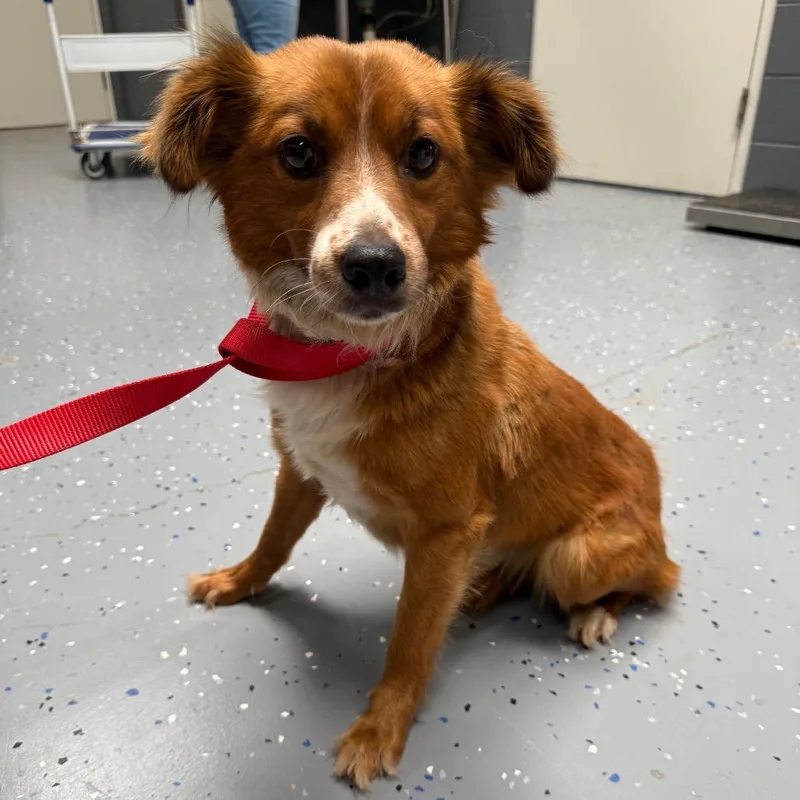 An adult small-sized male Brown / Chocolate Collie dog named TUSCStray for adoption in Tuscaloosa, AL