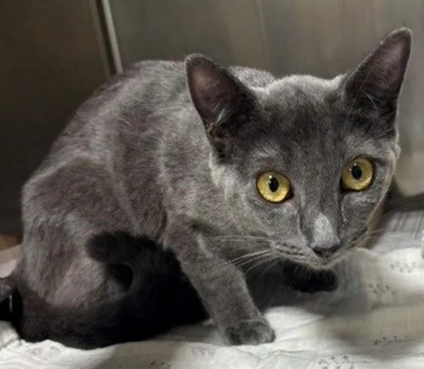 An adult small-sized female Domestic Short Hair cat named Sage for adoption in Dallas, GA