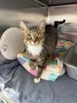 A young medium-sized female Tabby (Brown / Chocolate) Domestic Short Hair cat named Kiki for adoption in Manitowoc, WI