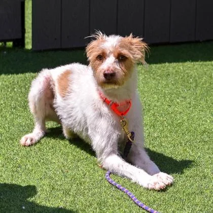 An adult medium-sized female Mixed Breed dog named Della for adoption in Westbrook, ME