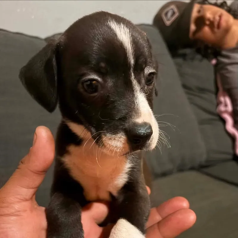 A baby medium-sized female Black Mixed Breed dog named Babs for adoption in Fredericksburg, VA