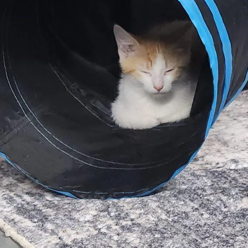 A baby small-sized female Domestic Short Hair cat named Cedar for adoption in Fishers, IN